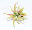Tillandsia ionantha MEXICO
